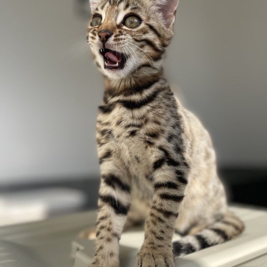 chaton Bengal brown spotted / rosettes Azazel Chatterie d'Atomic Sky