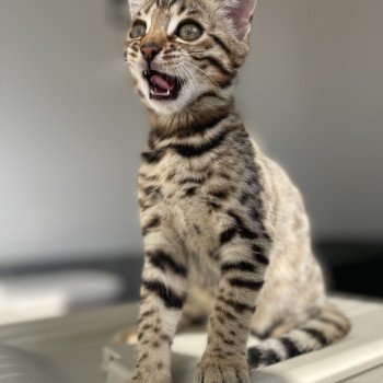 chaton Bengal brown spotted / rosettes Azazel Chatterie d'Atomic Sky chaton Bengal brown spotted / rosettes Azazel Chatterie d'Atomic Sky