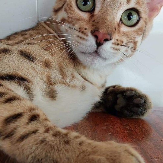 Miodollarbaby Gao Mâle Bengal