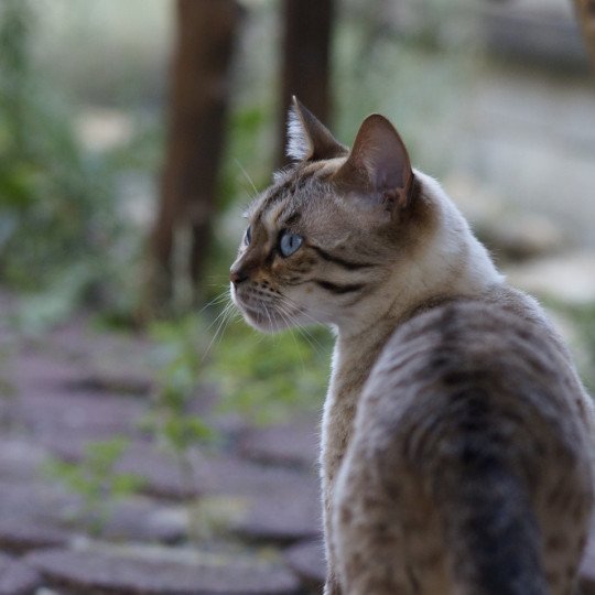 chat Bengal seal tabby point Osiris Chatterie d'Atomic Sky