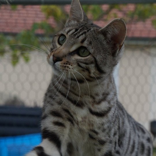 Phantom Mâle Bengal