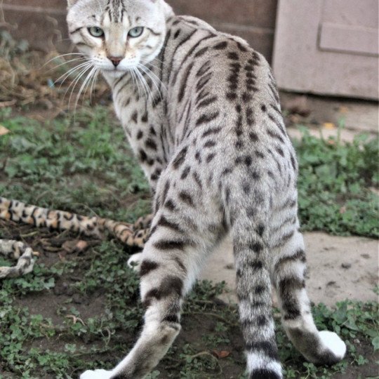 chat Bengal Raoni Chatterie d'Atomic Sky