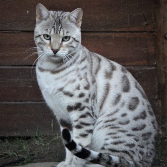 Hypnotic'Bengal Raoni Mâle Bengal