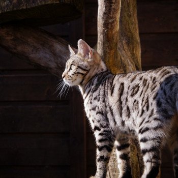 chat Bengal silver tabby Soyouz Chatterie d'Atomic Sky