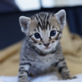 chaton Bengal brown spotted tabby Space Chatterie d'Atomic Sky