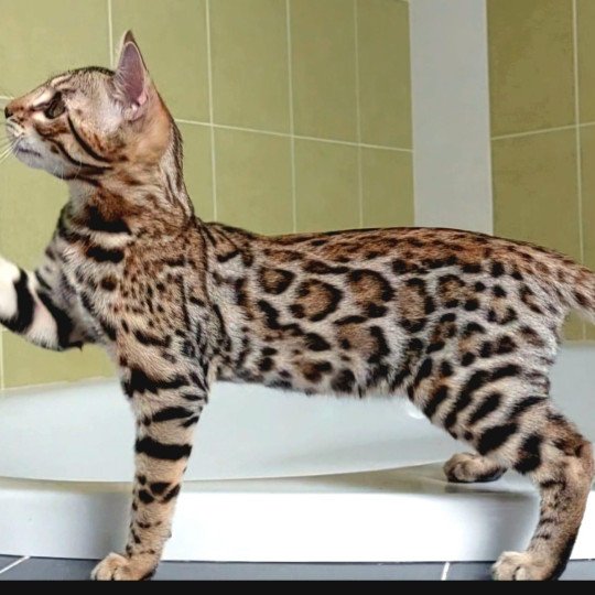 chat Bengal brown spotted / rosettes You’Me Chatterie d'Atomic Sky