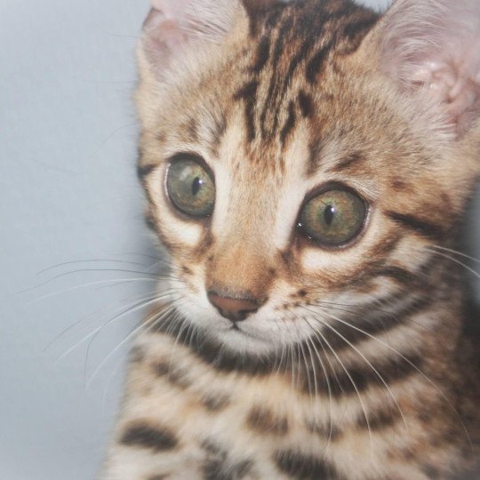 chat Bengal brown spotted / rosettes You’Me Chatterie d'Atomic Sky