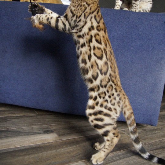 chat Bengal brown spotted / rosettes You’Me Chatterie d'Atomic Sky