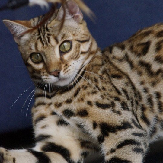 chat Bengal brown spotted / rosettes You’Me Chatterie d'Atomic Sky