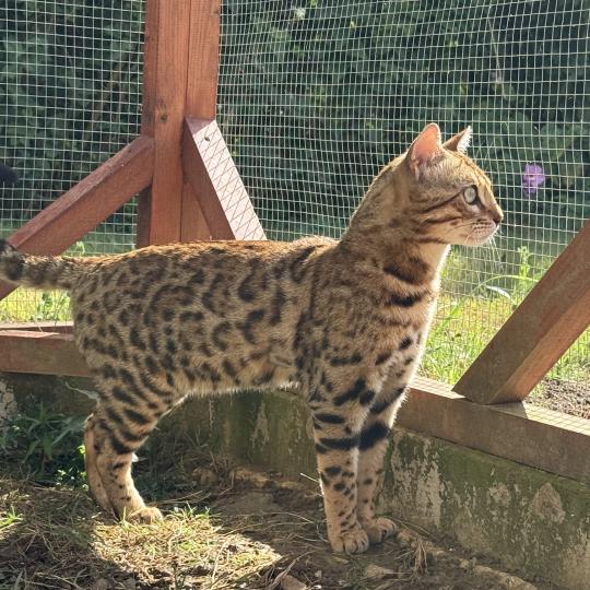 chat Bengal brown spotted / rosettes You’Me Chatterie d'Atomic Sky
