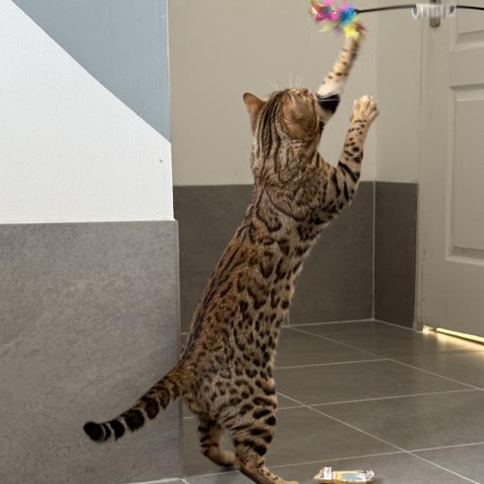 chat Bengal brown spotted / rosettes You’Me Chatterie d'Atomic Sky