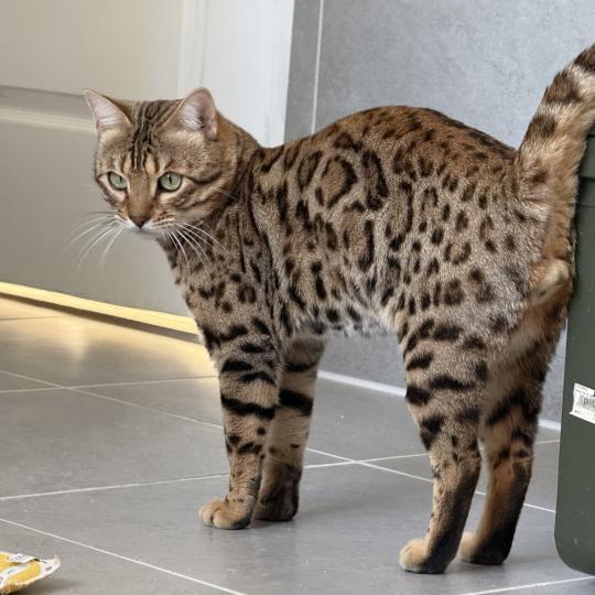 chat Bengal brown spotted / rosettes You’Me Chatterie d'Atomic Sky