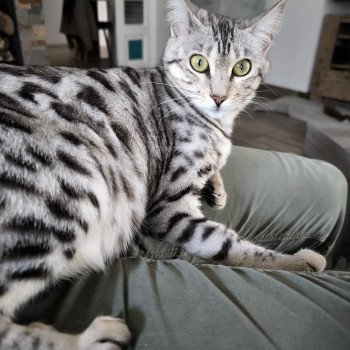 Chaton Bengal  Chatterie d'Atomic Sky